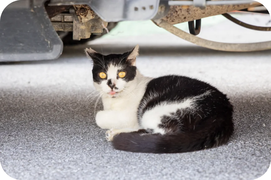 事務所猫